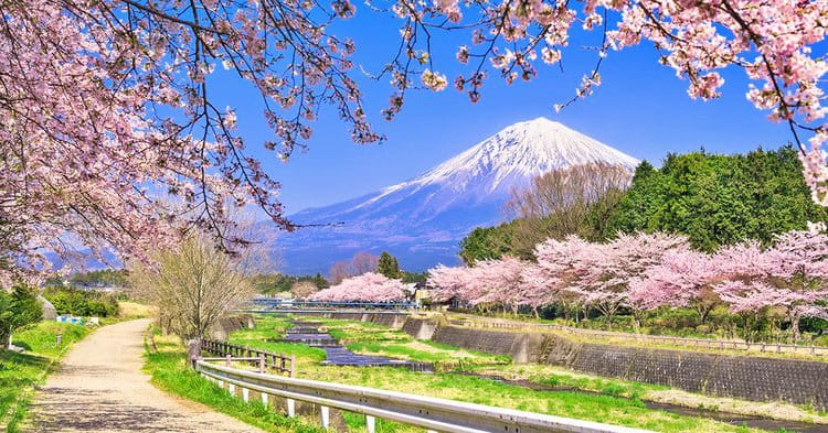 Cherry Blossom Tour Japan, When the Country Turns Soft Pink