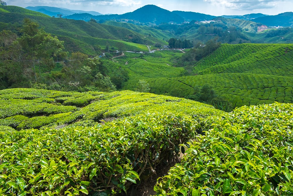 Tea Trails of Cameron Highlands – Walking Through Malaysia’s Green Crown